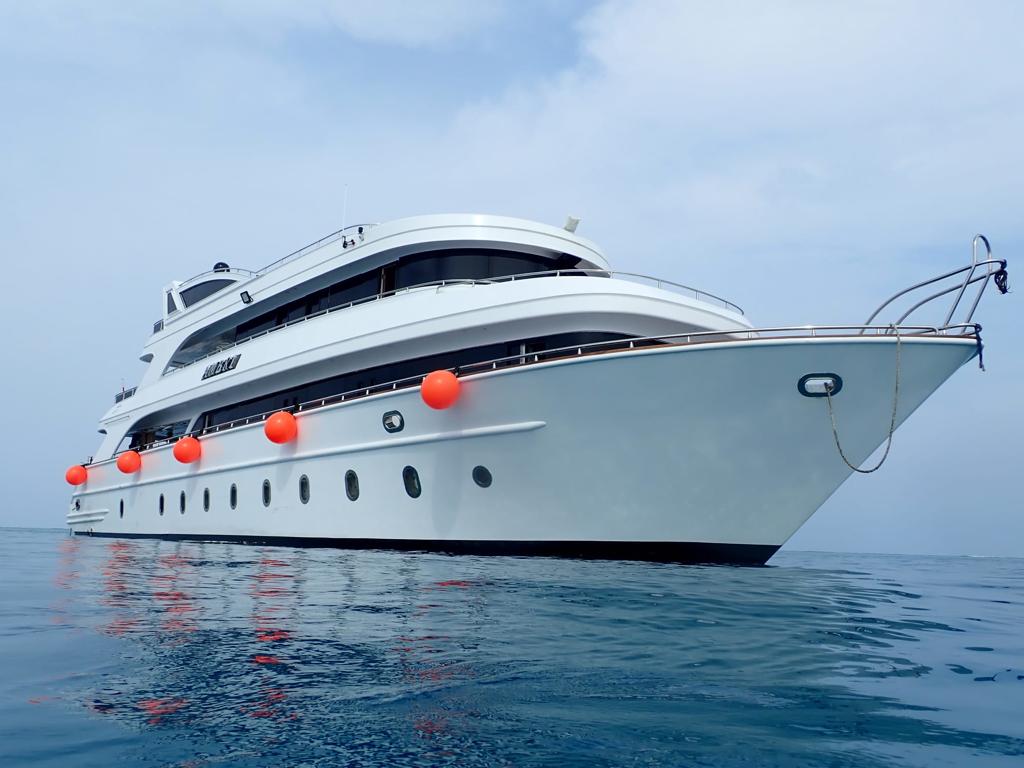 You are currently viewing Ausfahrt: Dolphins&Friends – Marsa Galib